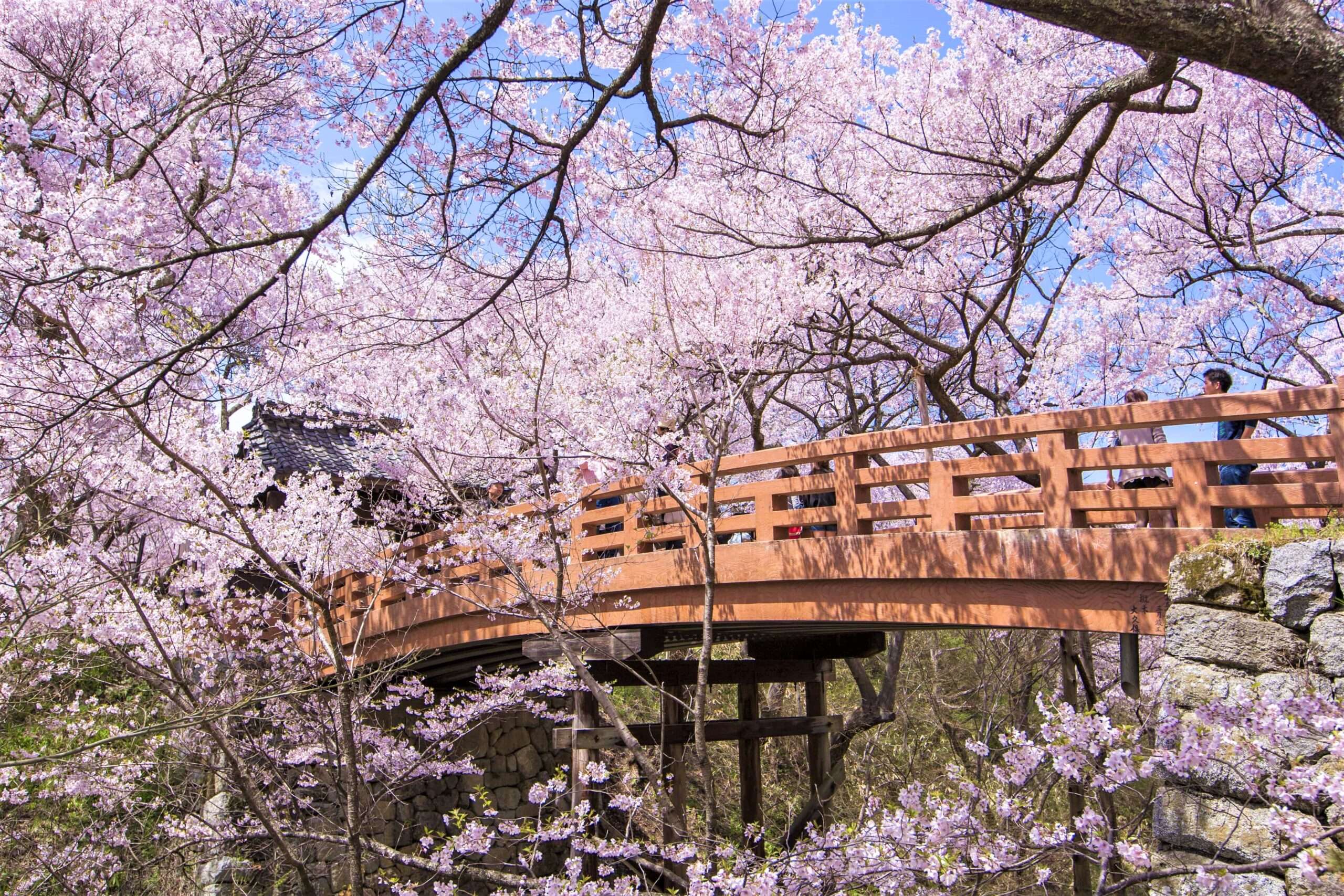 🏯 구로바네 성터 공원(쿠로바네죠시코엔) 이미지 10